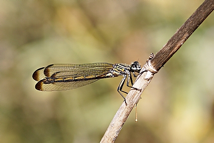 צילום: ישראל שדה