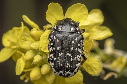 צילום: ניקולאי טטרצוק