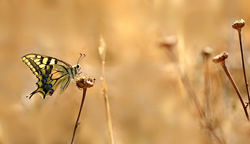 זנב סנונית נאה