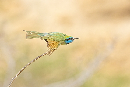 שרקרק גמדי