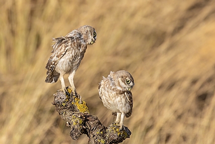 כוס החורבות