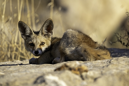 צילום: פרדי ברמי