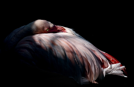 מנוחת פלמינגו