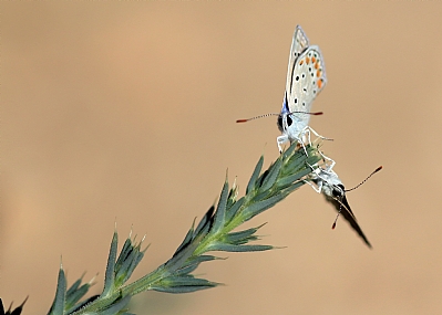 תנוחה פרפרית