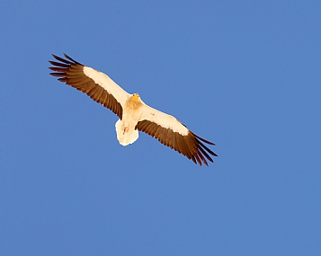 צילום: יעקב יואב