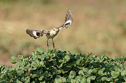 חנקן אדום ראש 