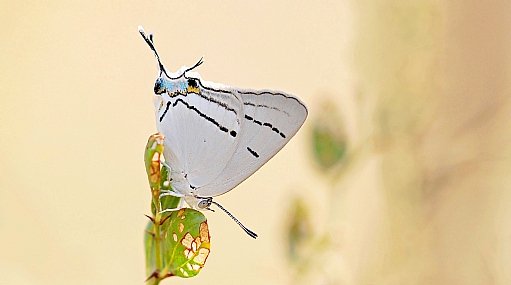 תְּכִלְתַּן הַהַרְנוּג