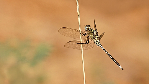 ריחופית אגמים