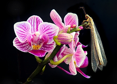  אין יפות כמוה