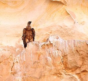 צילום: יעקב יואב