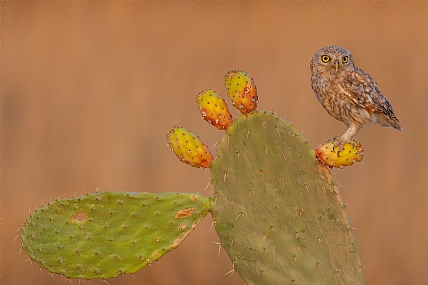 צ.ב.ר צעיר בריא רענן