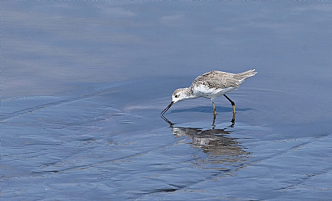 ביצנית ירוקת רגל