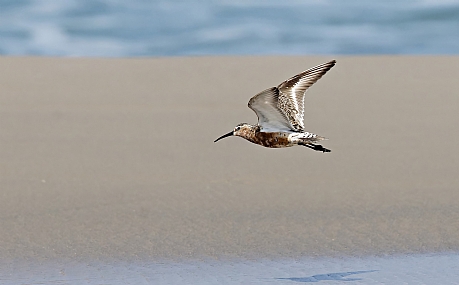 חופית מגלית