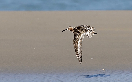 חופית מגלית