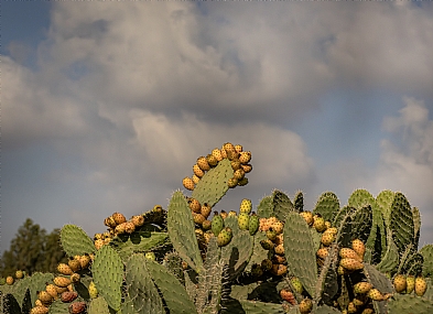 צילום: אריה טננבאום
