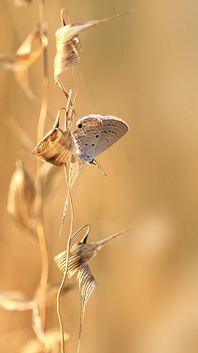 כחליל הקטנית