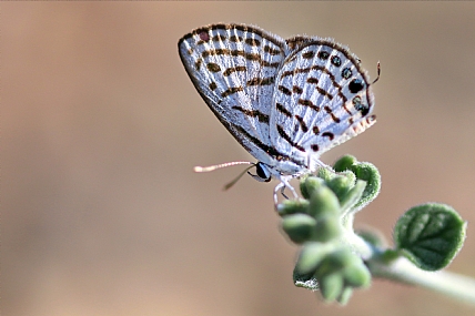 כחלון הבלקן