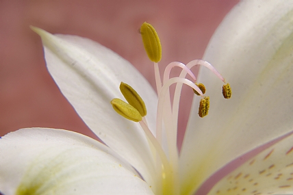 אלסטרומריה