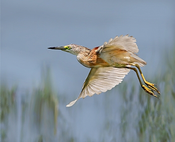 צילום: אריה טננבאום