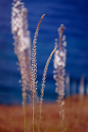 חצבים מול הים