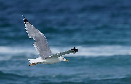 שחף צהוב רגל