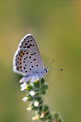 תכליל האזוב