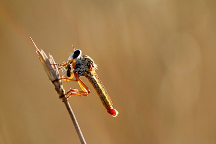 נשנוש בין הארוחות