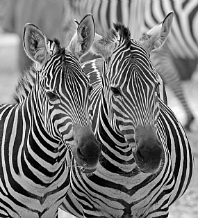 טובים השניים