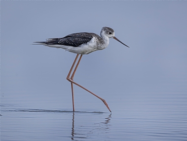 צילום: אריה טננבאום
