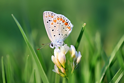 כחליל שברק על פרח תלתן