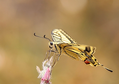 צילום: אביעד סלקמון