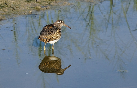 חרטומית בנגלית