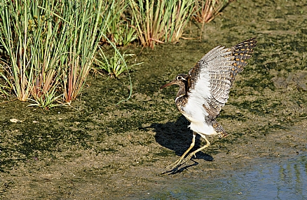 חרטומית בנגלית