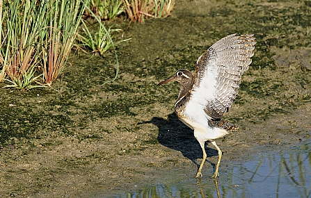 חרטומית בנגלית