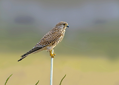צילום: אריה טננבאום