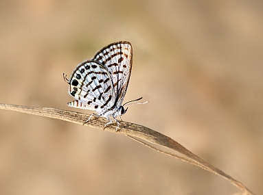 כחלון הבלקן