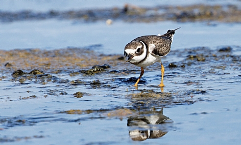 חופמי צוארון