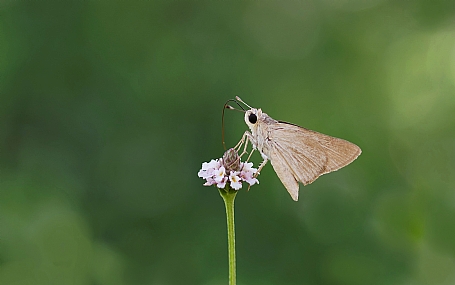הספרית העשב