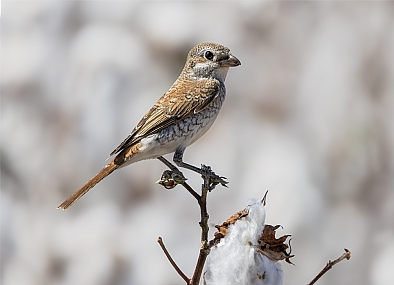 צילום: אריה טננבאום