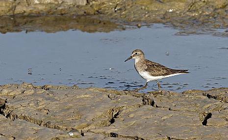 חופית טמינק