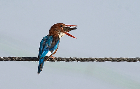 שלדג לבן חזה