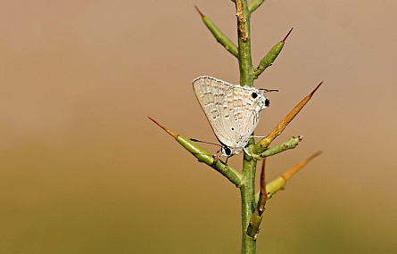 כחליל הרימון