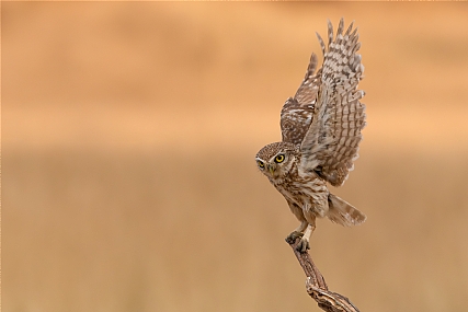 שוב כוס חורבות