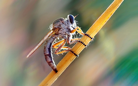 נקבת טרפן מטילה ביצים