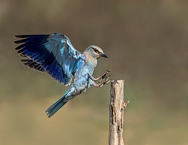 צילום: אריה טננבאום