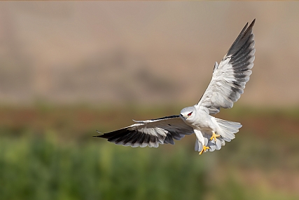 דאה שחורת כנף