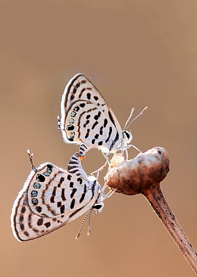 כחלון השיזף
