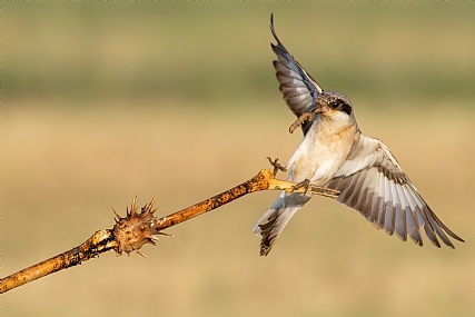 מה יש לי במקור?