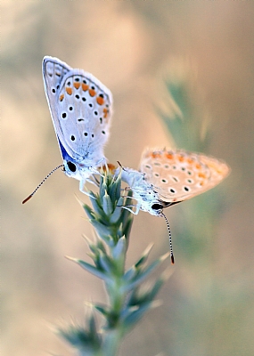זוג כחלילי שברק