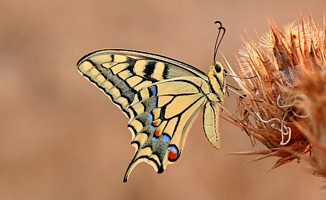 זנב סנונית נאה